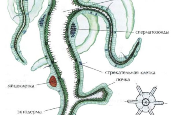 Кракен маркет даркнет только через торг