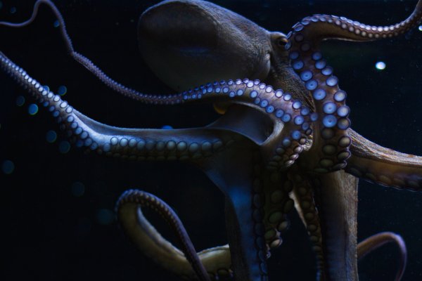 Kraken клирнет зеркало